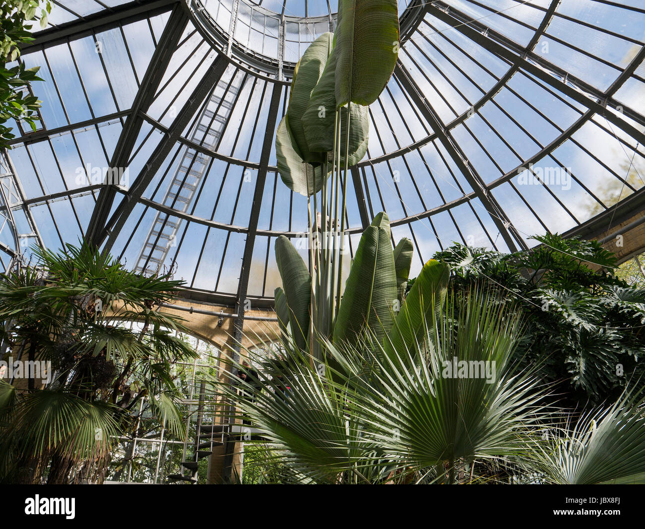 palm house, botanical garden,  Amsterdam, Province North Holland, Netherlands Stock Photo