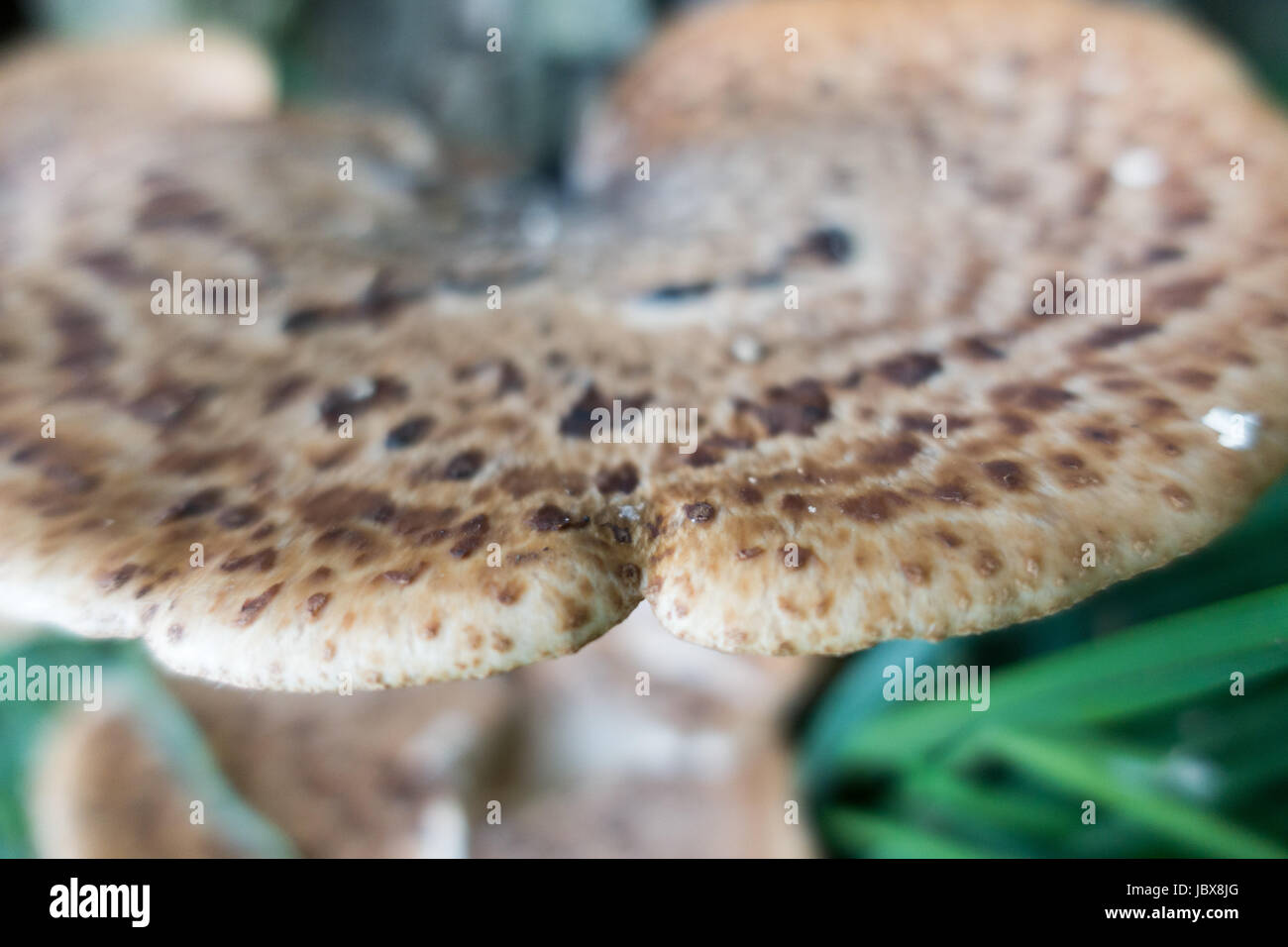 Polyporus squamosus fungus, growing on a dead tree in a public park in Manchester Stock Photo