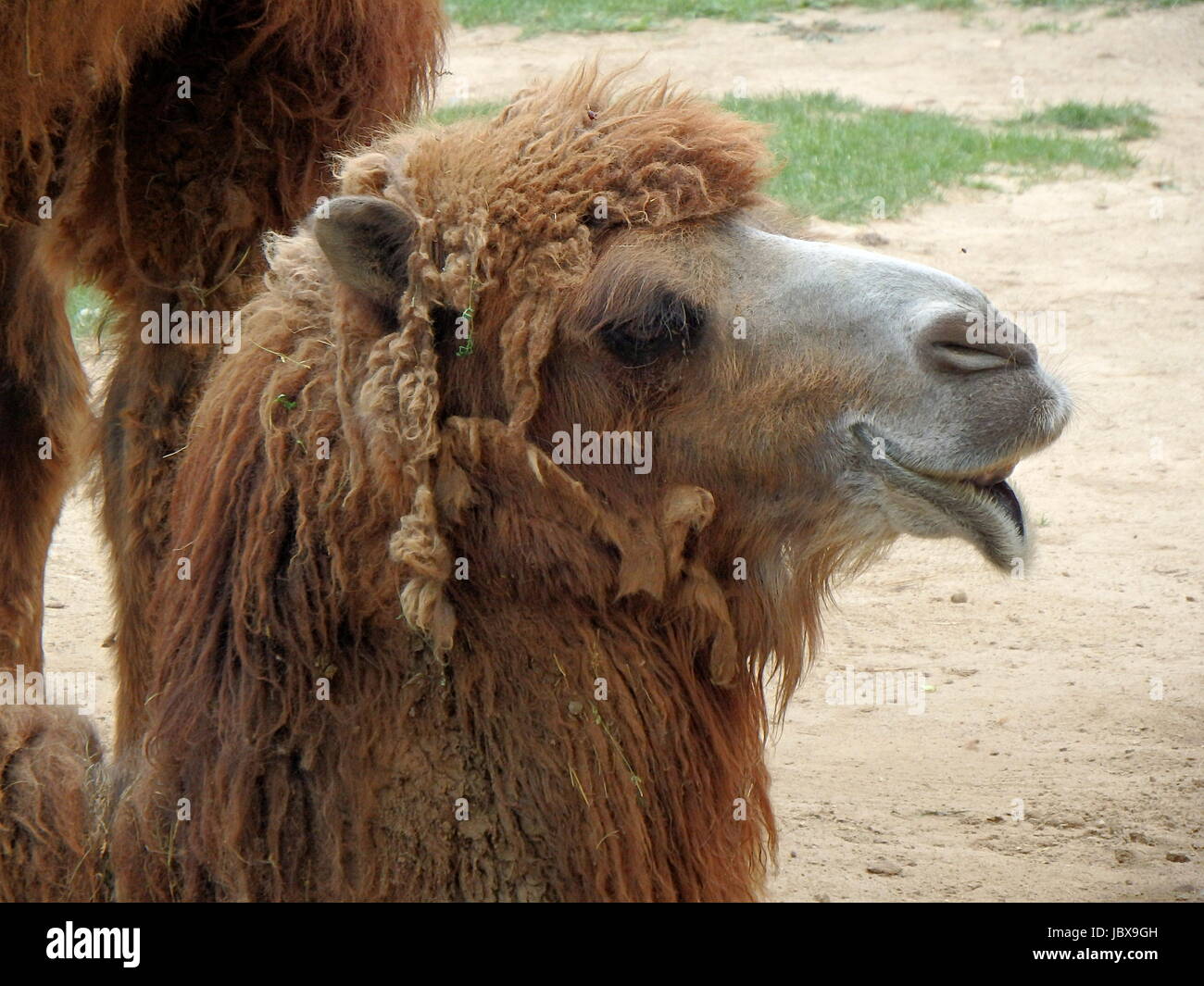 Bactrian camel - Wikipedia