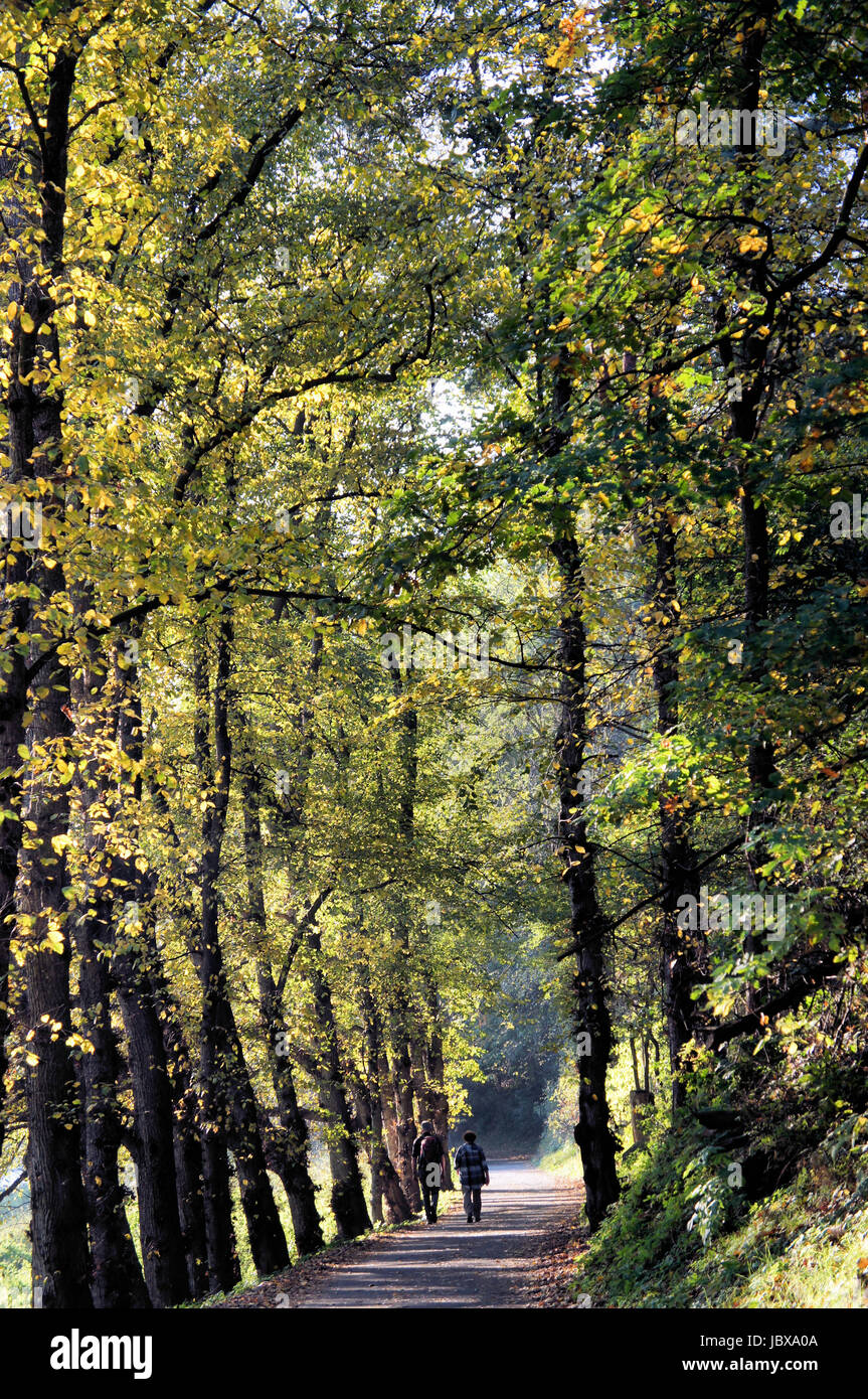 Wanderweg an der Elbe und zwei Wanderer; Laubbäume im Herbst; Gegenlicht Hiking path at the Elbe river and two hiker; deciduous trees in autumn; against the light Stock Photo