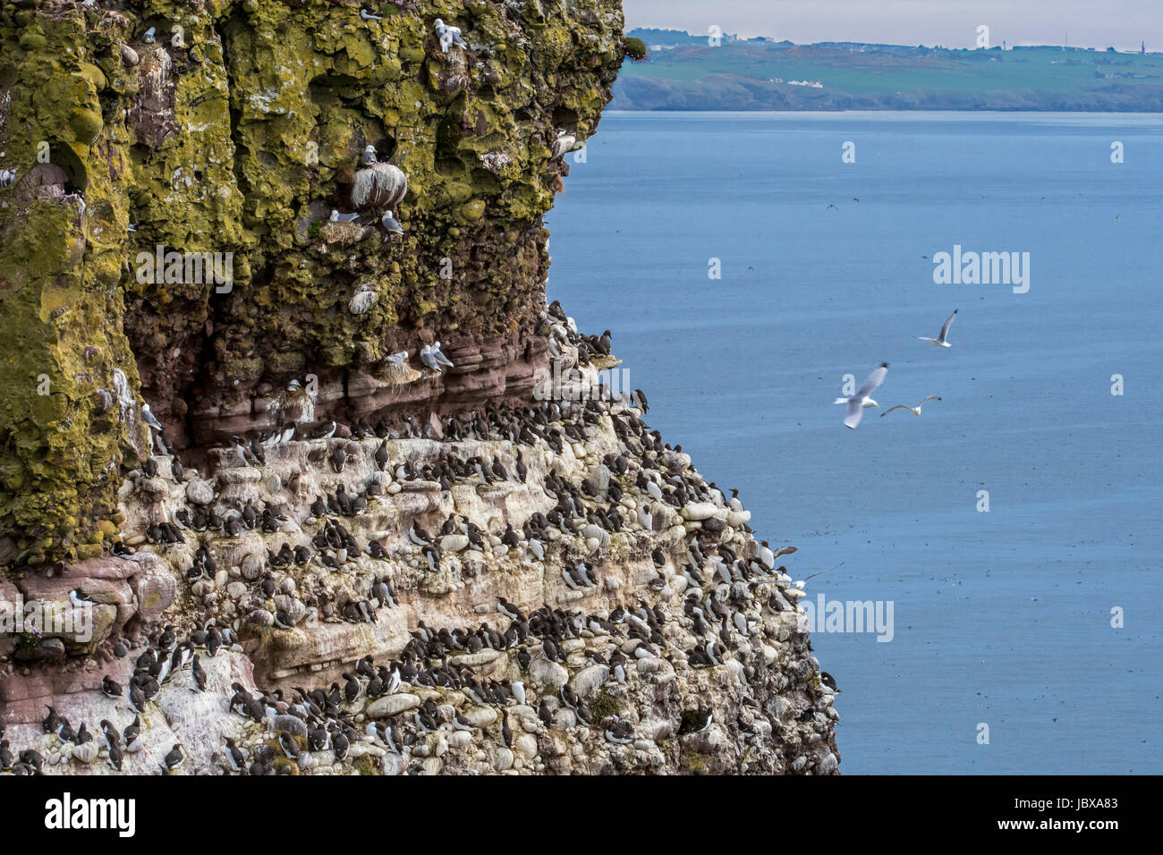 Black-legged kittiwakes, razorbills and guillemots nesting on rock ledges in sea cliff face at seabird colony in spring, Fowlsheugh, Scotland, UK Stock Photo