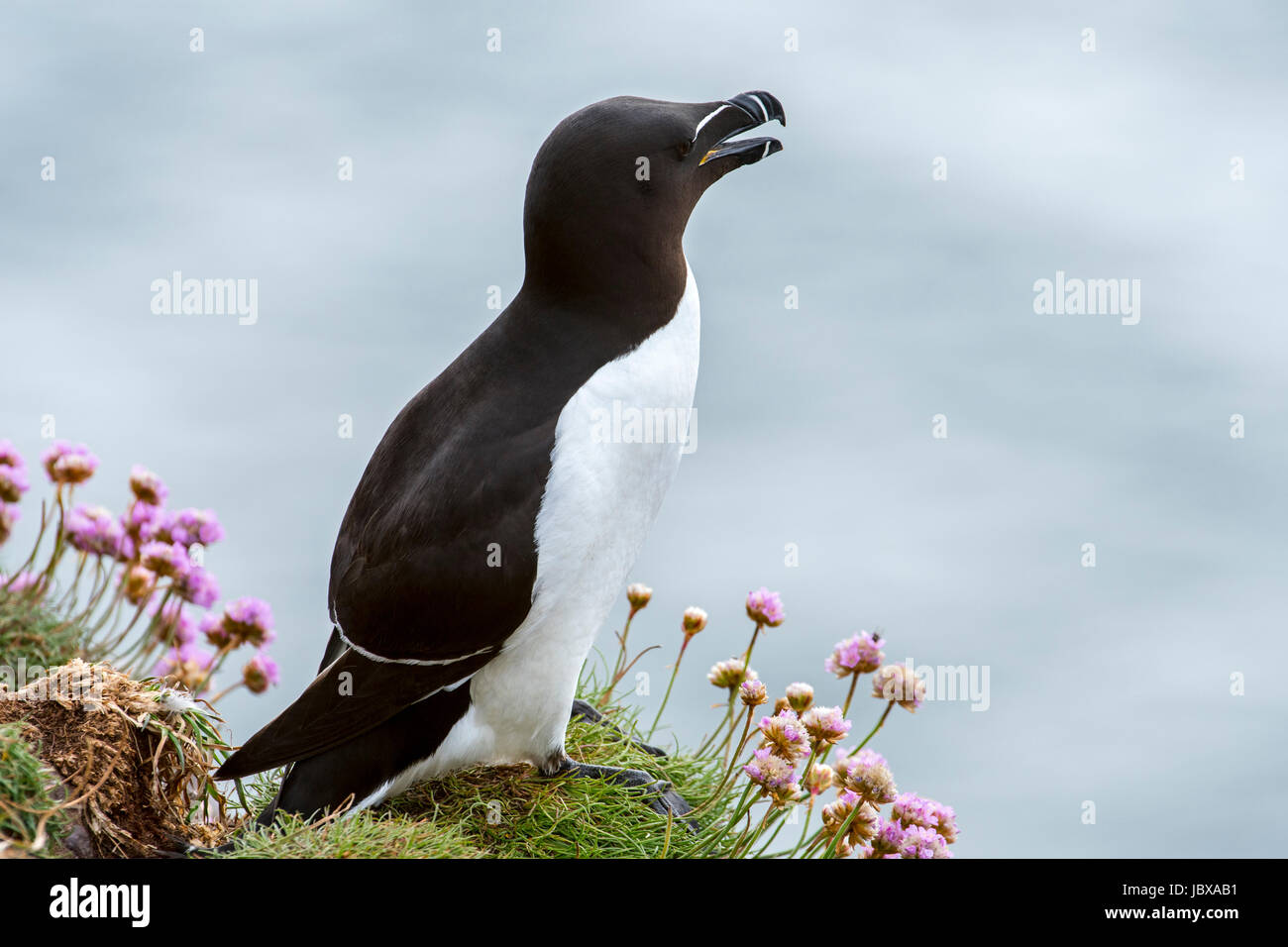 Razorbill (Alca torda) calling from clifftop at seabird colony in spring, Scotland, UK Stock Photo