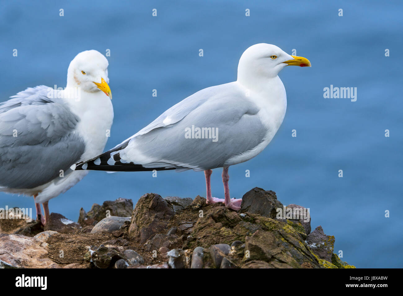 Two European herring gulls (Larus argentatus) on clifftop at seabird