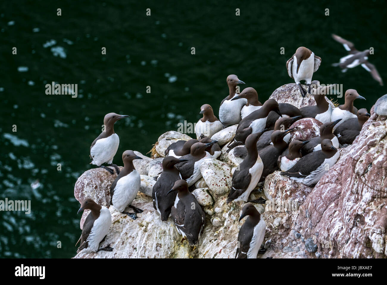 Densely packed breeding colony of common murres / common guillemots (Uria aalge) nesting in spring on rock ledges in sea cliff face, Scotland, UK Stock Photo