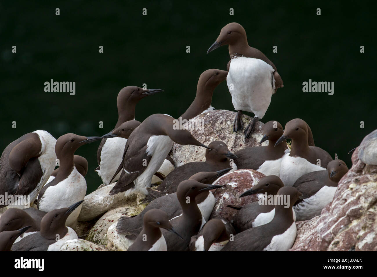 Densely packed breeding colony of common murres / common guillemots (Uria aalge) nesting in spring on rock ledges in sea cliff face, Scotland, UK Stock Photo