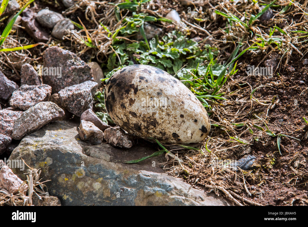 Razorbill (Alca torda) egg on clifftop in seabird colony in spring, Scotland, UK Stock Photo