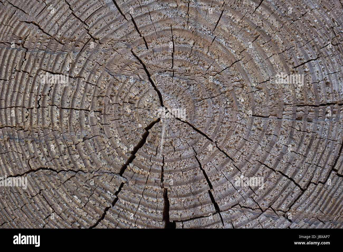 texture of a cross section of the old tree or dead wood with cracks ...