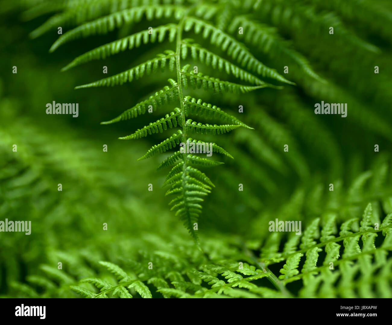 The summer fern Stock Photo Alamy