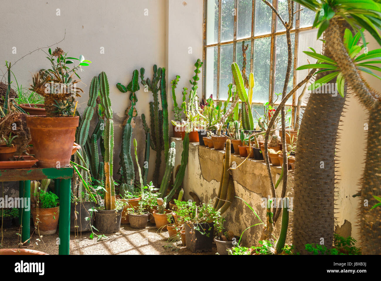 Greenhouse cactus hires stock photography and images Alamy