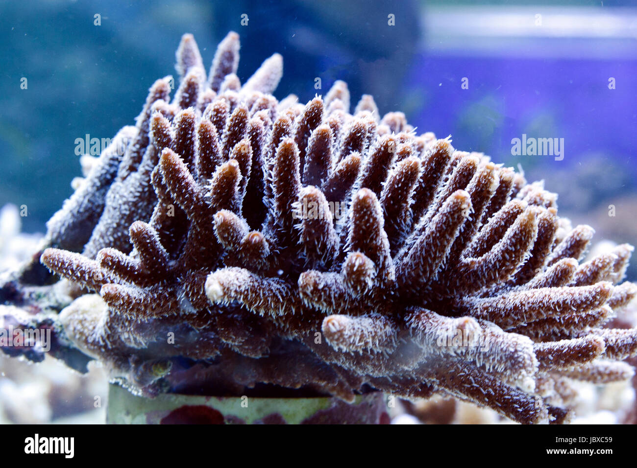coral scene in reef aquarium Stock Photo