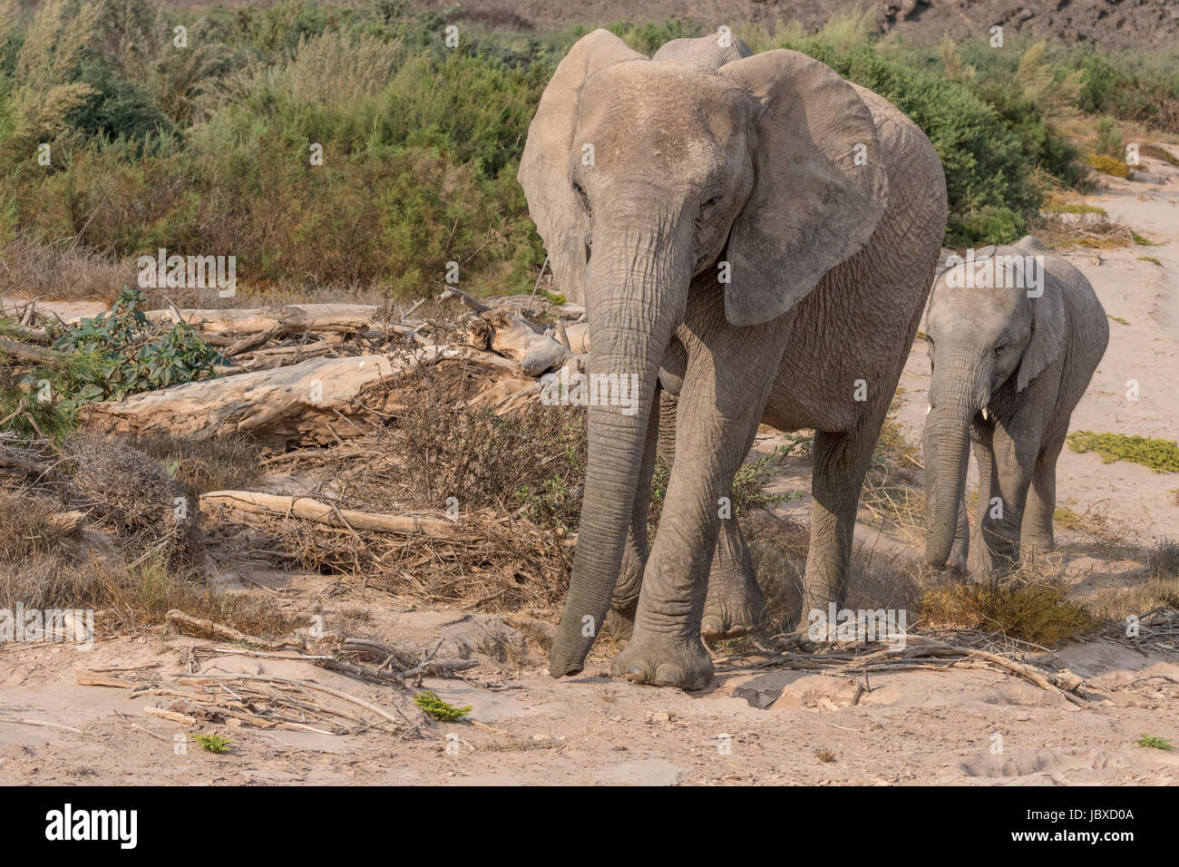 Desert-adapted African Elephants in Namibia have adapted to their dry, semi-desert environment by having a smaller body mass with proportionally longe Stock Photo