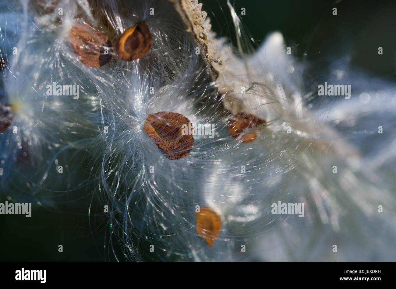 Milkweed Fibers Shining in the Sunshine Stock Photo - Alamy