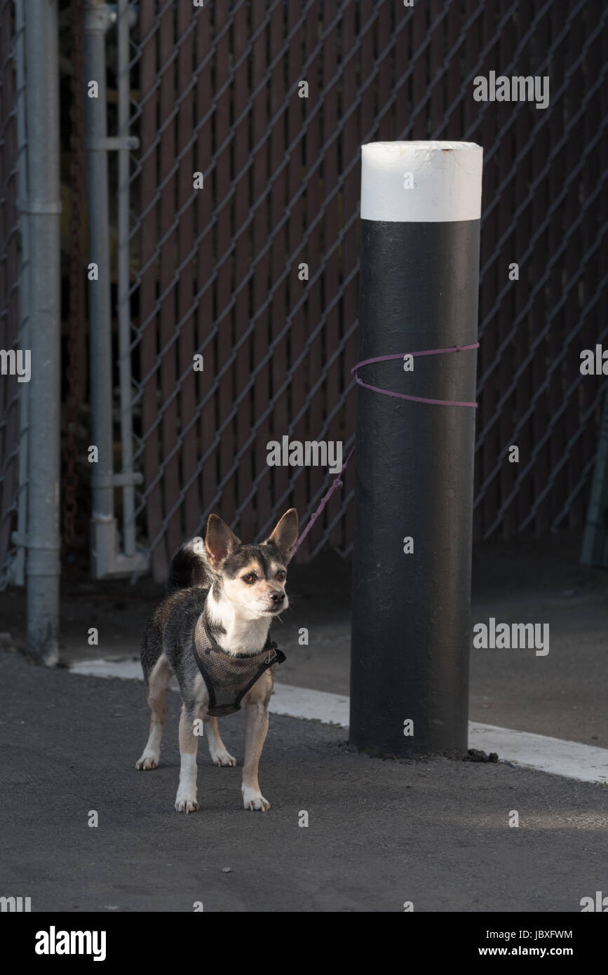 Dog tied to a post in Ukiah, California Stock Photo Alamy