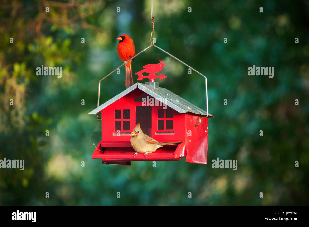 Male and female Cardinals feeding on a red bird feeder Stock Photo Alamy