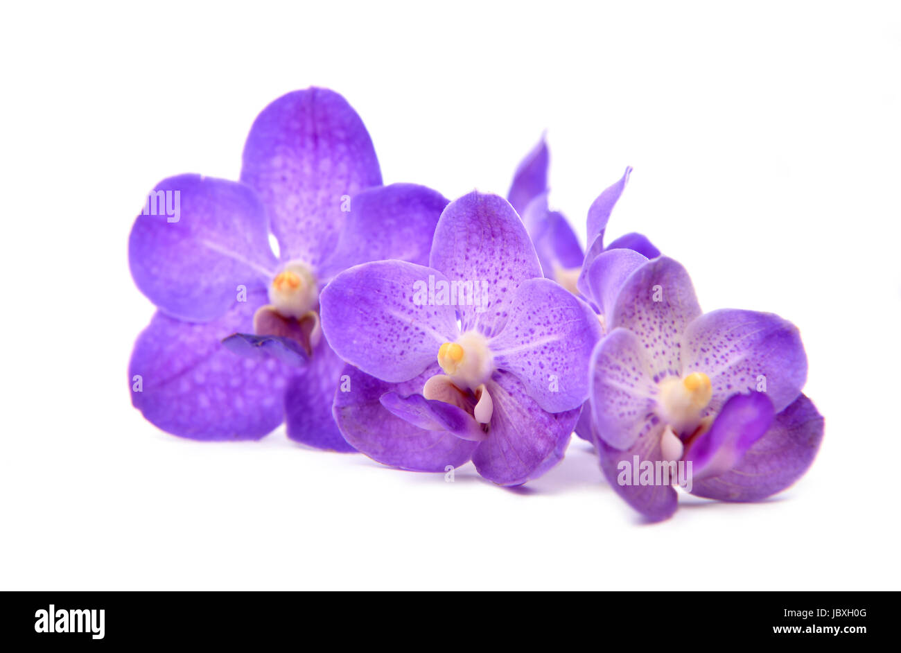 beautiful blooming orchid isolated on white background Stock Photo - Alamy