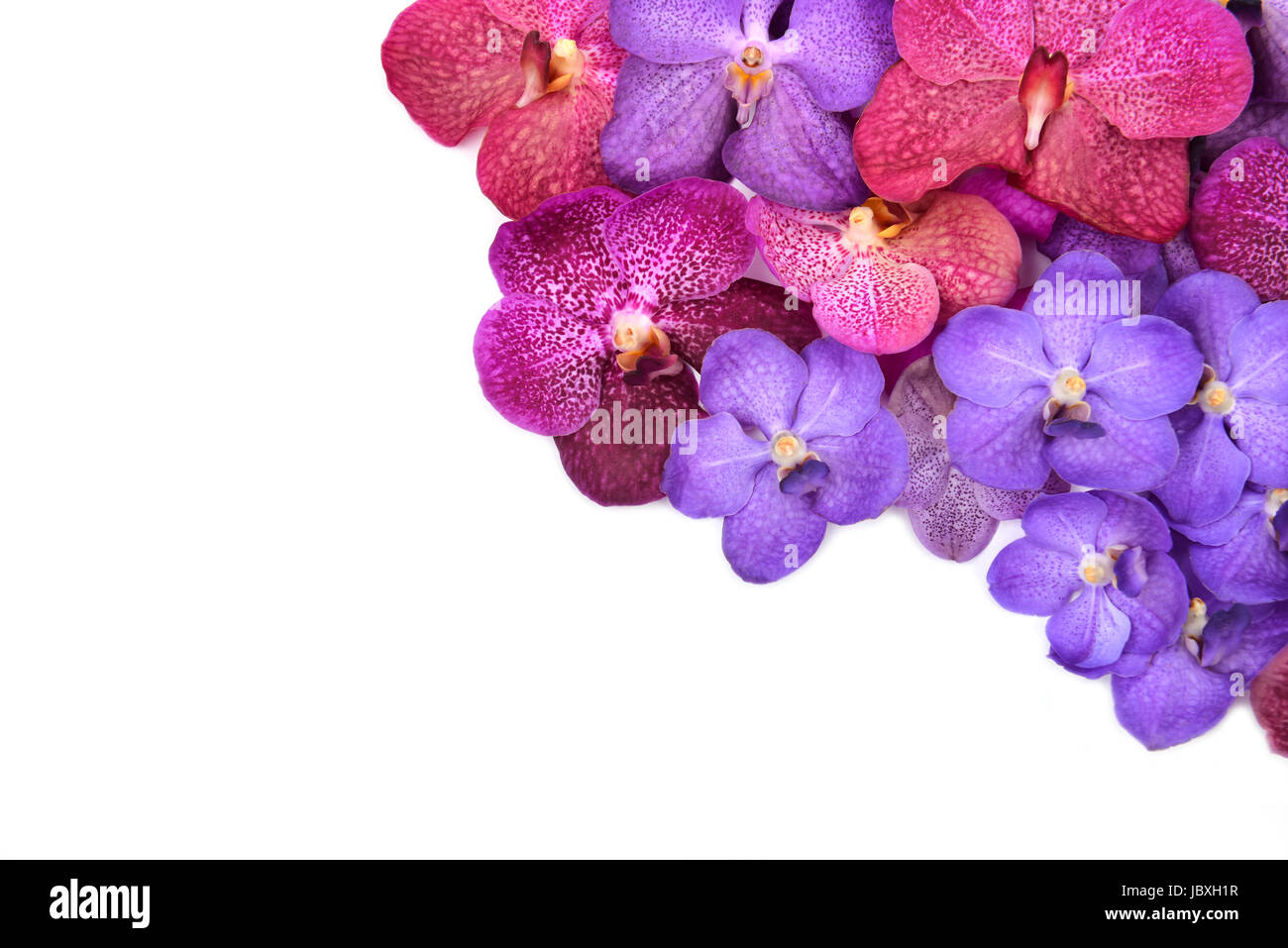 beautiful blooming orchid isolated on white background Stock Photo - Alamy