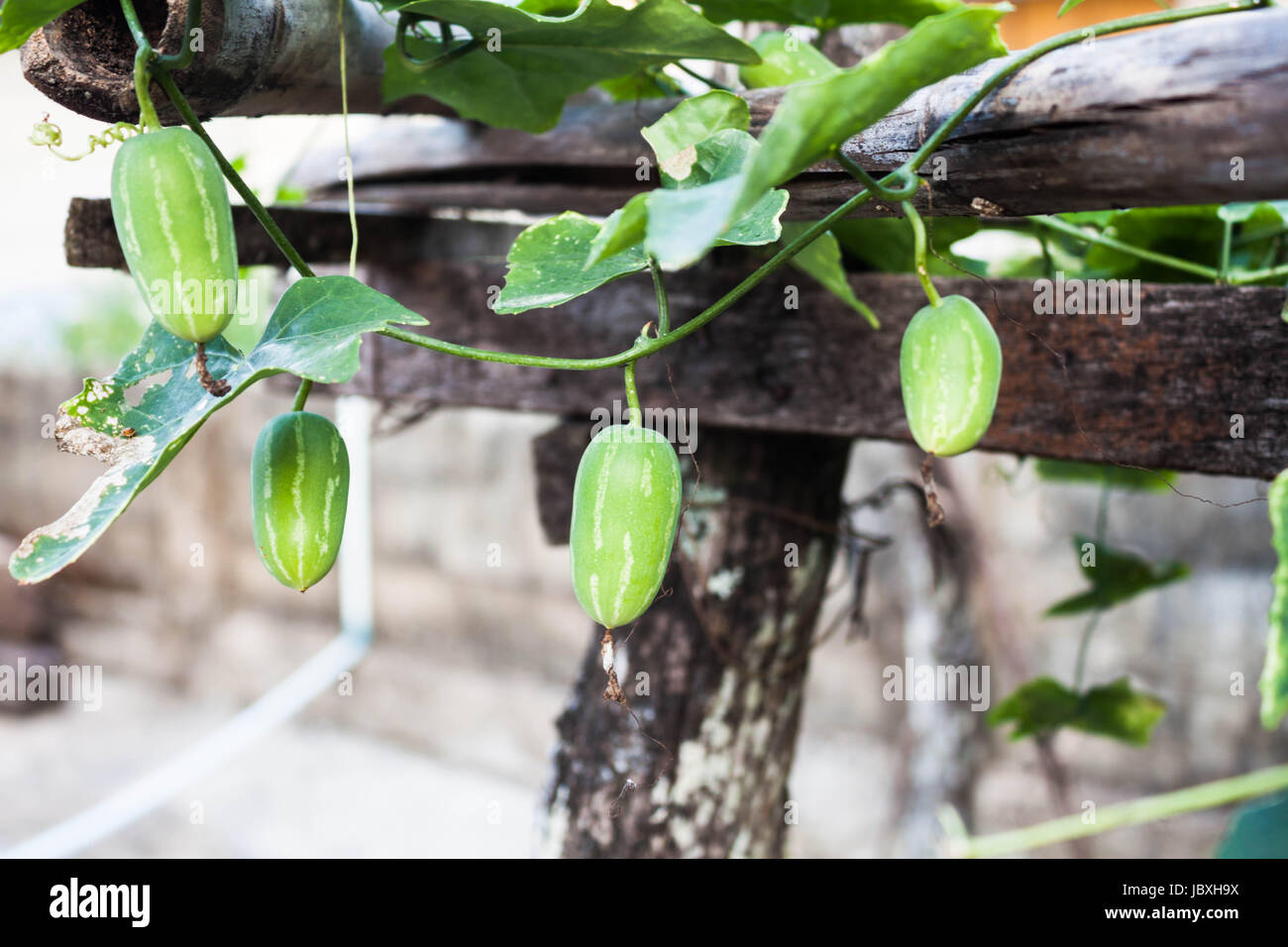 Organic ivy gourd fruit plant inside greenhouse Stock Photo Alamy