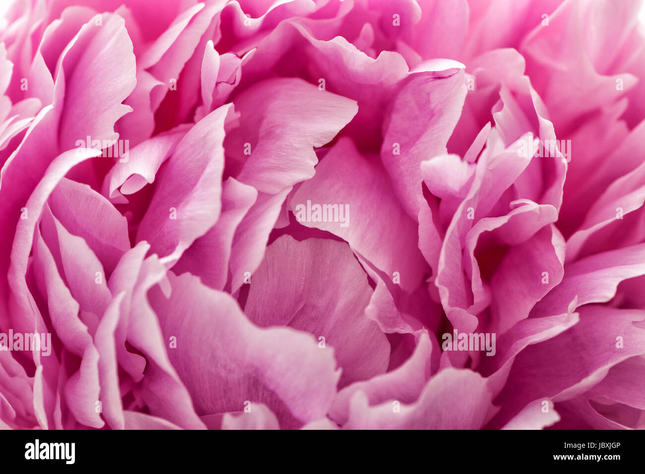 close up of a peony petals in pink Stock Photo