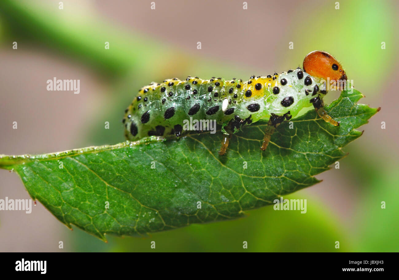 Macro of a caterpillar eats a leaf. Stock Photo