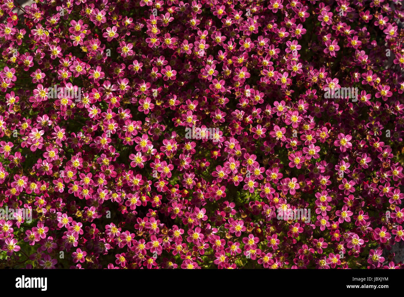 Saxifrage (Saxifraga × arendsii), variety Purple Robe, Bavaria, Germany Stock Photo