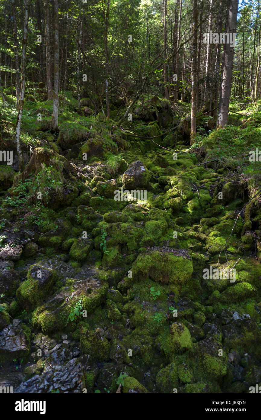 Dry course of a stream with mossy stones in the enchanted forest, Ramsau, Berchtesgadener Land, Upper Bavaria, Germany Stock Photo