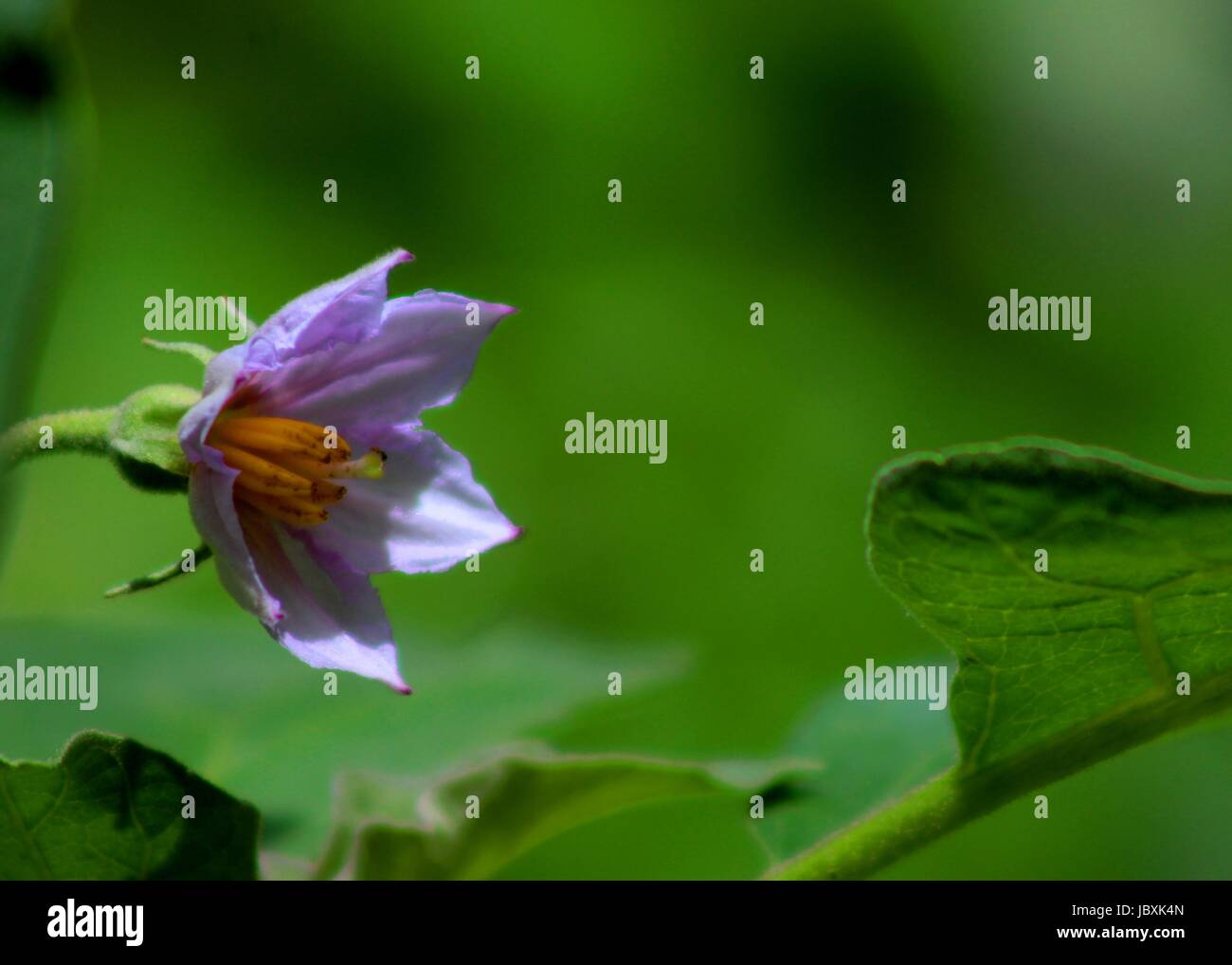 flowering - flower of eggplant - aubergine - brinjal plant Stock Photo