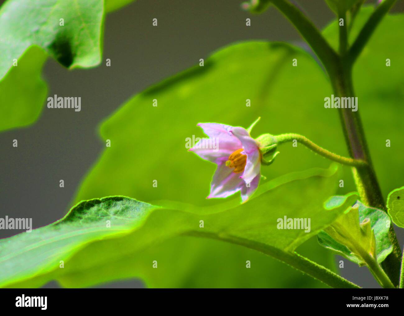 flowering flower of eggplant aubergine brinjal plant Stock Photo