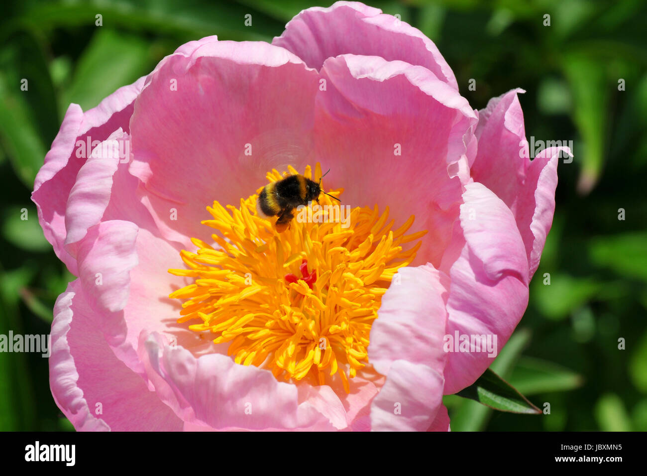 bumblebee in peony Stock Photo