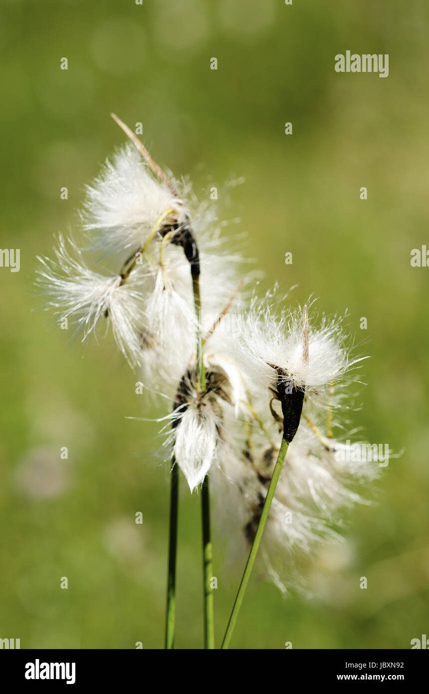 White Fluffy Flowers Stock Photo Alamy white-fluffy-flowers-stock-photo-alamy