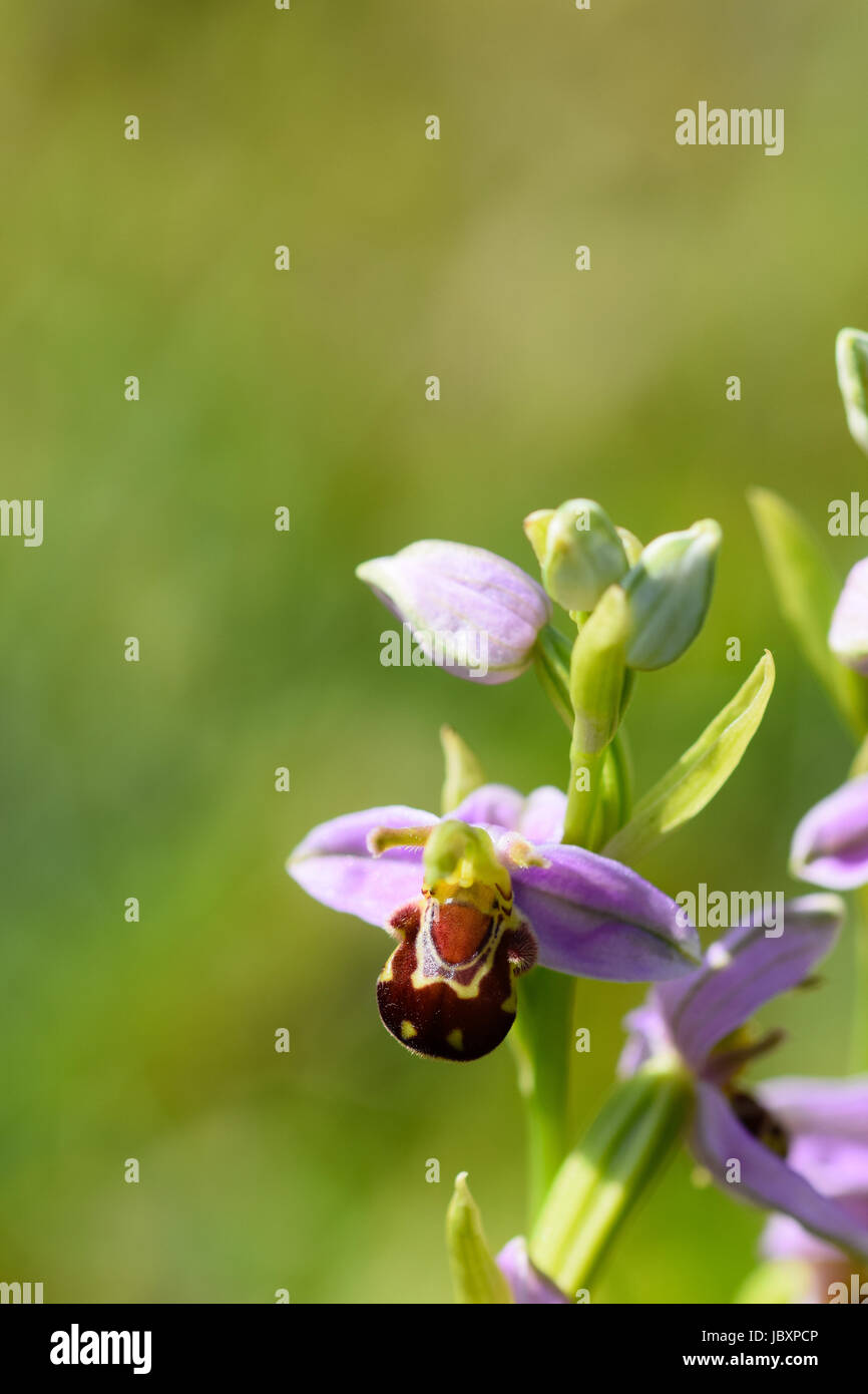 Bee orchid flowers Ophrys apifera blooming on a grassy meadow in