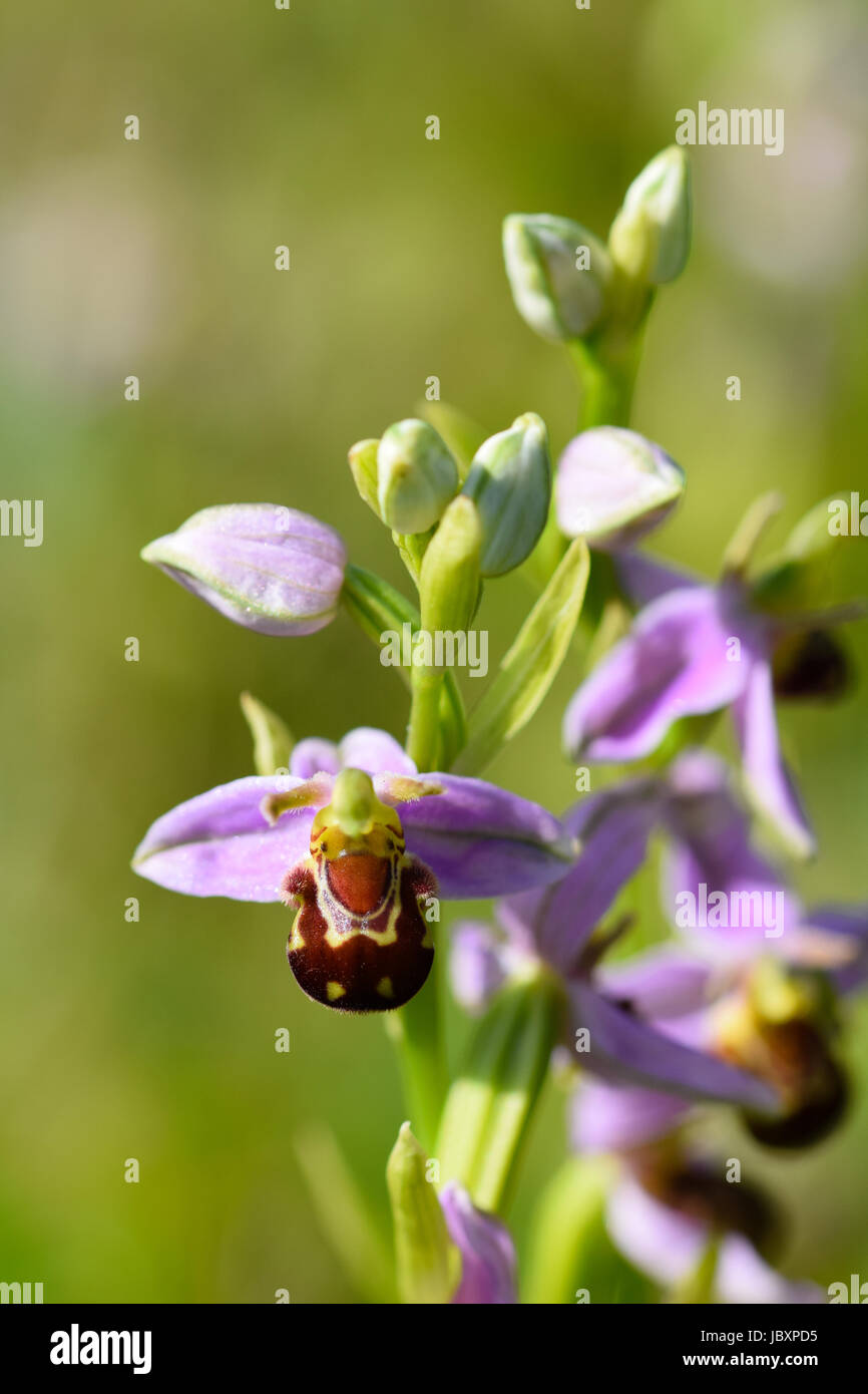 Bee orchid flowers Ophrys apifera blooming on a grassy meadow in
