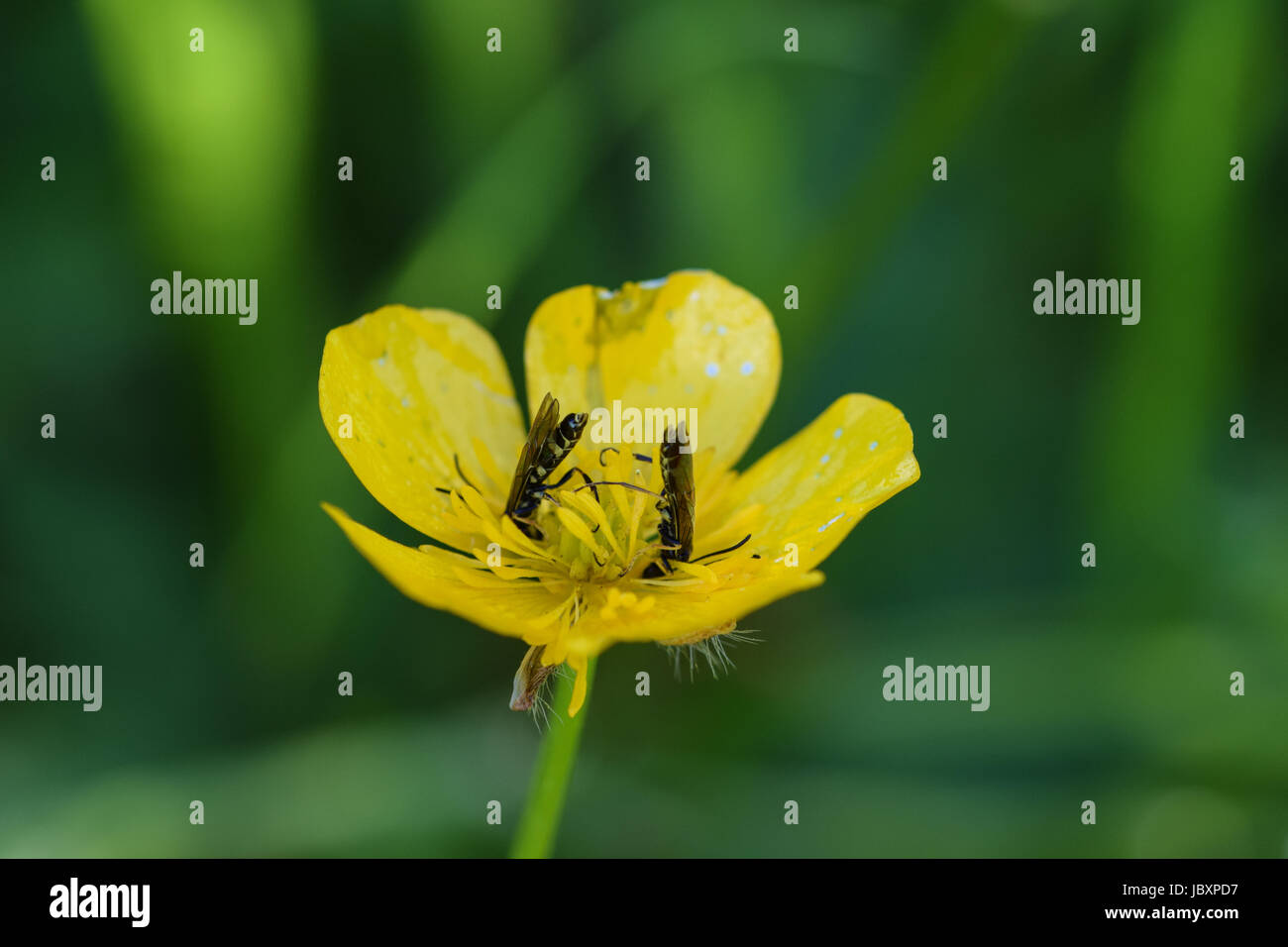 Insects collecting pollen nectar from an open yellow buttercup flower ...