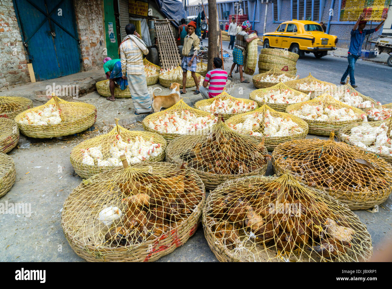 Poultry basket hires stock photography and images Alamy