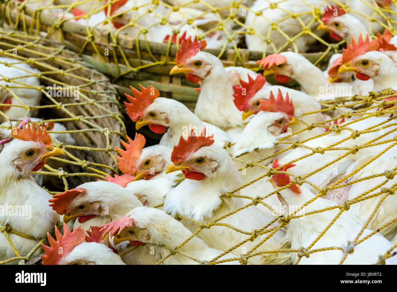 Chicken are caged in baskets at the Chicken Wholesale Market in the