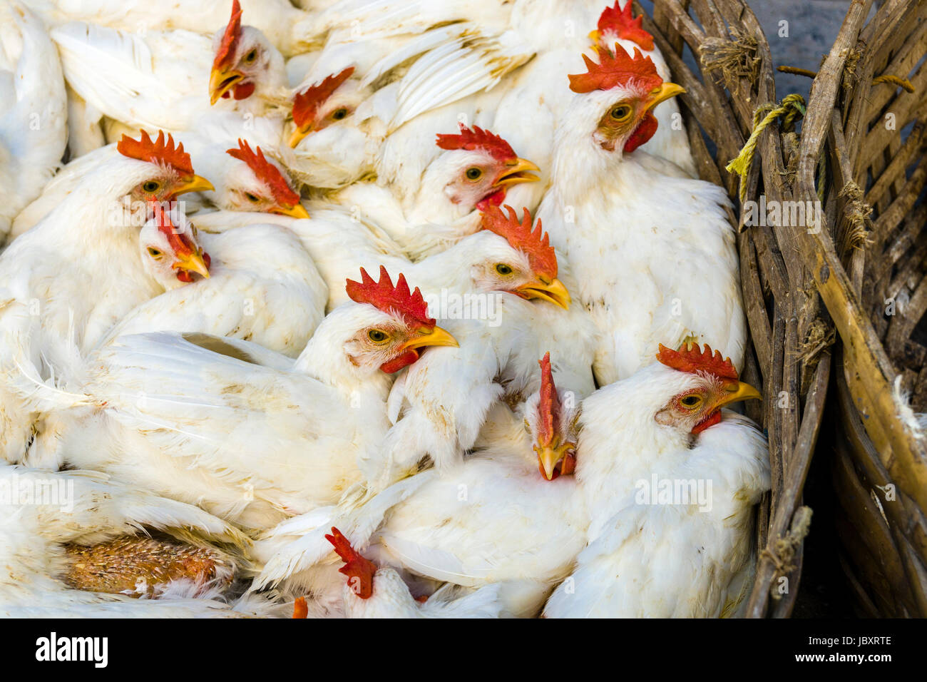 Poultry basket hires stock photography and images Alamy