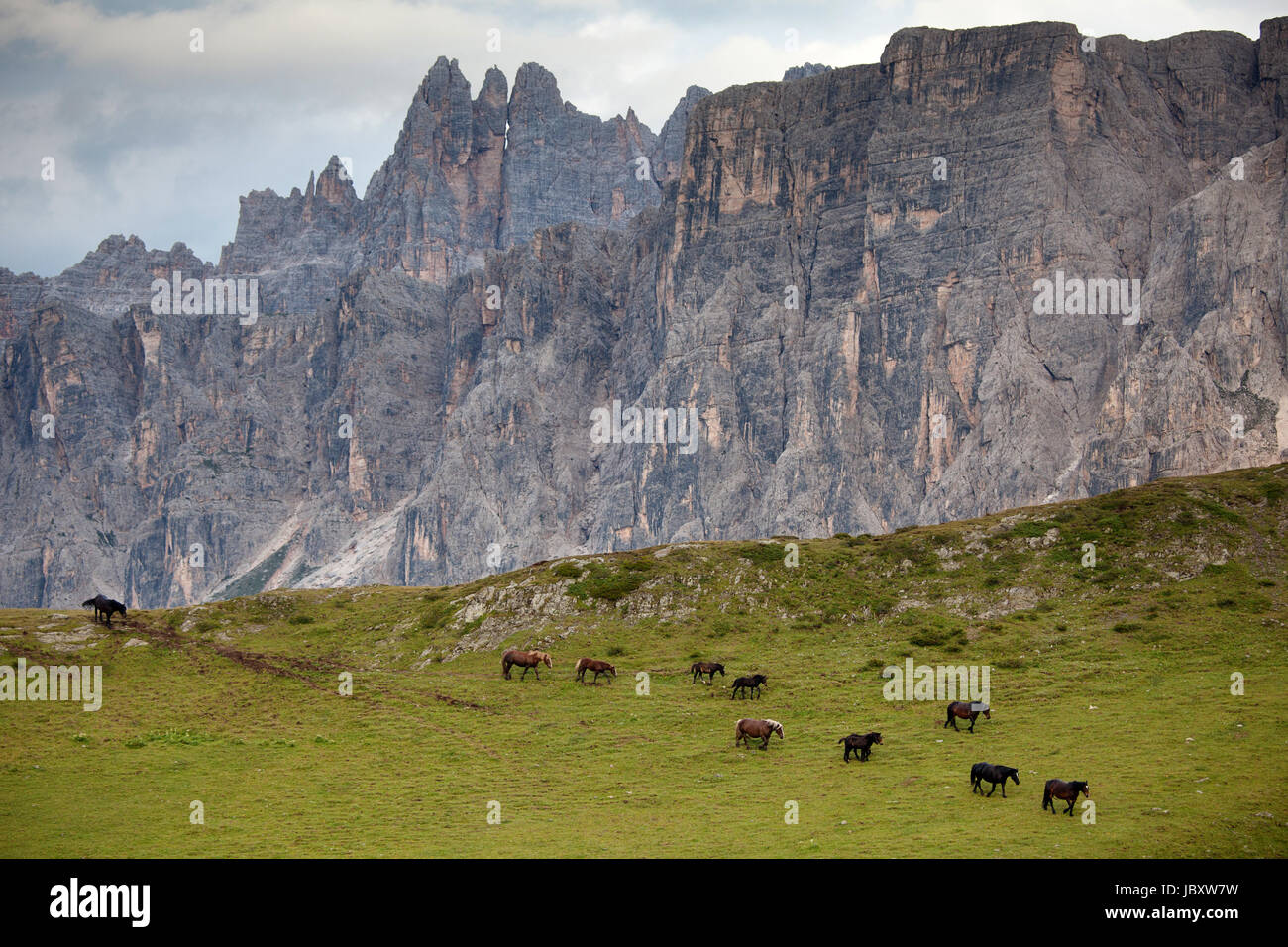 A heard of brown horses grazing on a meadow in Dolomites, Italy. Stock Photo