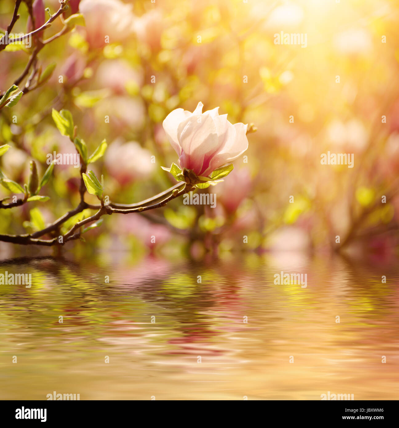 Magnolia spring flowers Stock Photo - Alamy