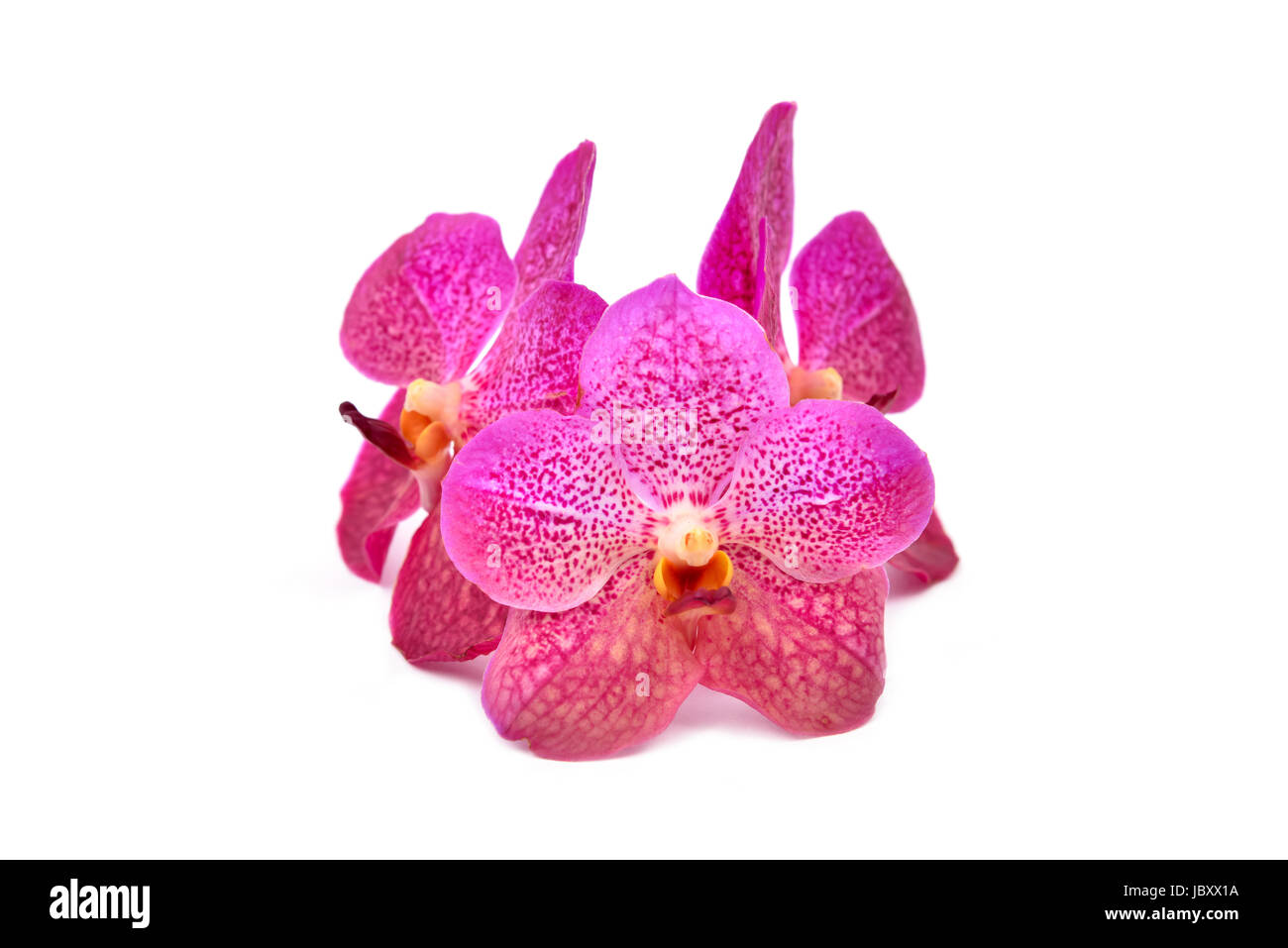 beautiful blooming orchid isolated on white background Stock Photo - Alamy
