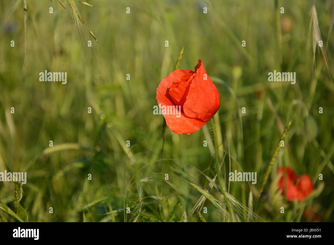 Clap poppy  (  Papaver rhoeas  )  on the meadow Stock Photo