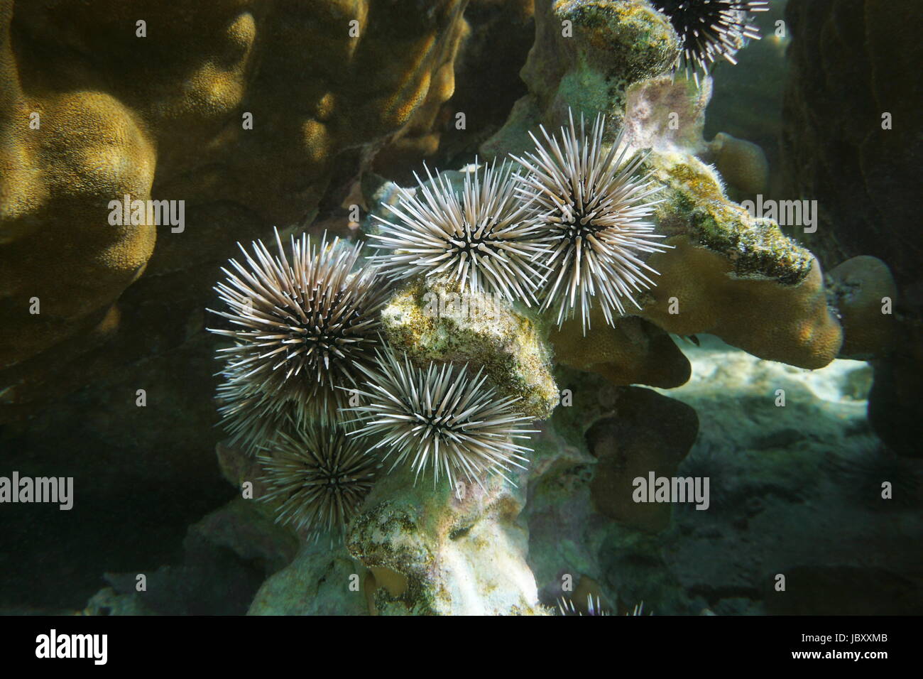 Sea urchins Echinometra mathaei, commonly called burrowing urchin, underwater in the lagoon of Rurutu, Australes, Pacific ocean, French Polynesia Stock Photo