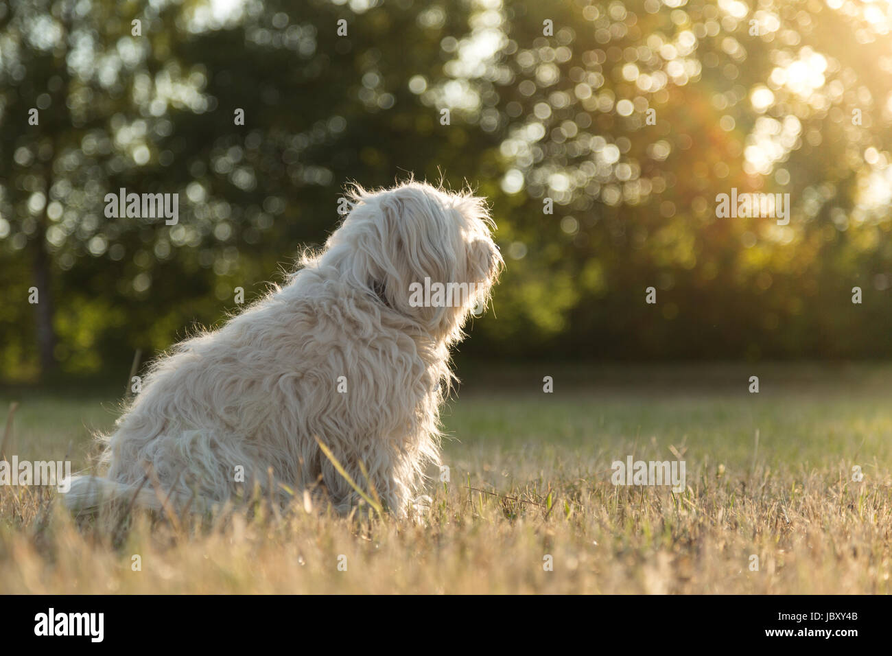 Kleiner weißer Hund sitzt in einer Wiese und schaut zur Sonne. Stock Photo