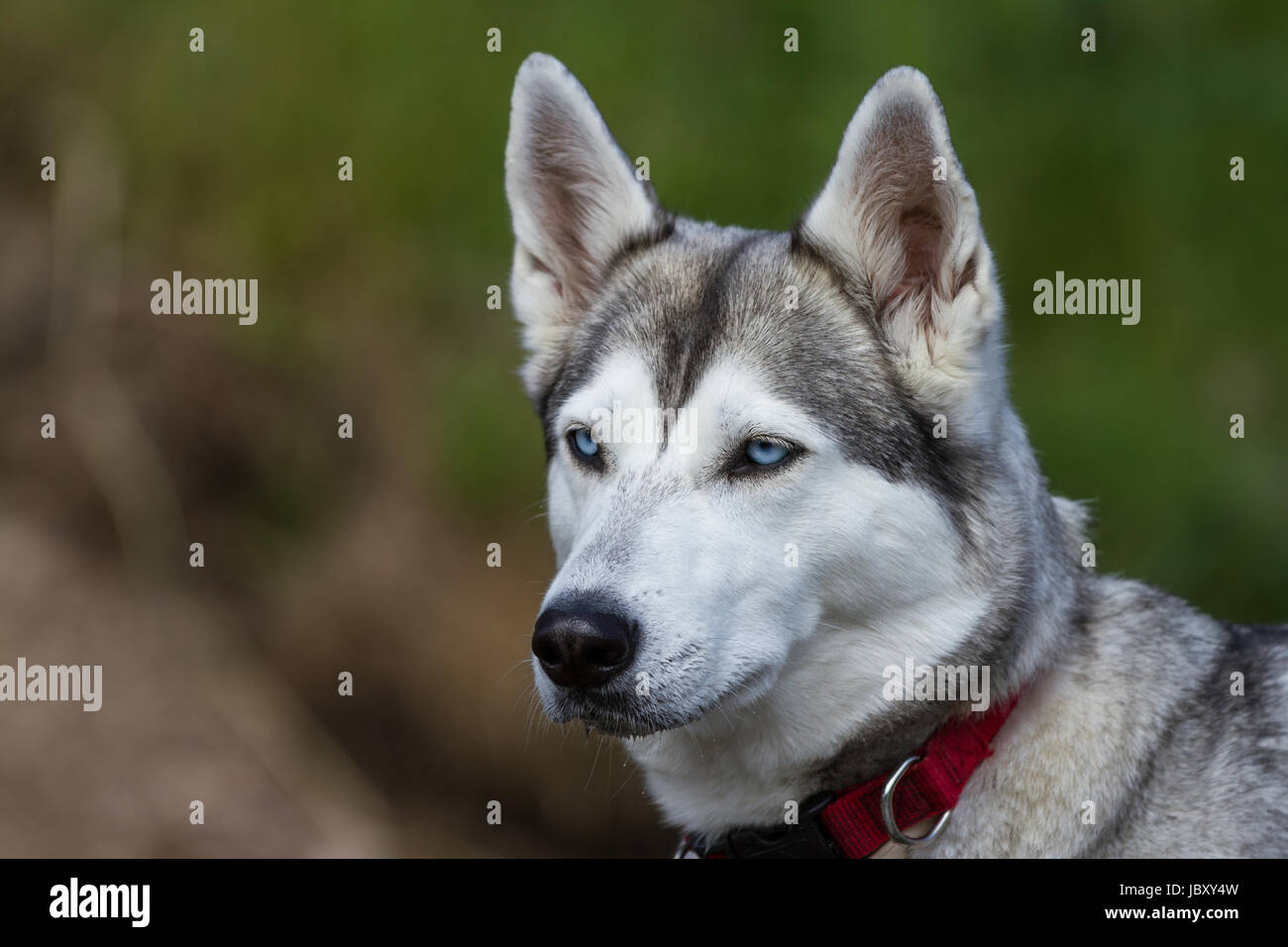 Ein Husky mit blauen Augen und einem roten Halsband blickt leicht aus dem  Bild heraus Stock Photo - Alamy