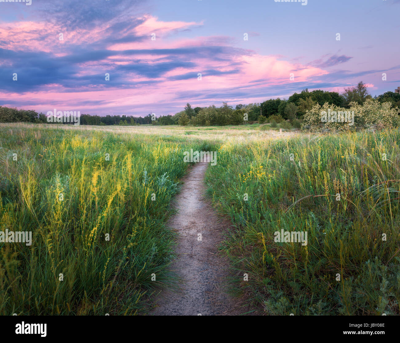 Amazing walkway through grass field at sunset. Colorful summer landscape with blooming green grass, trail, beautiful blue sky with pink clouds at dusk Stock Photo
