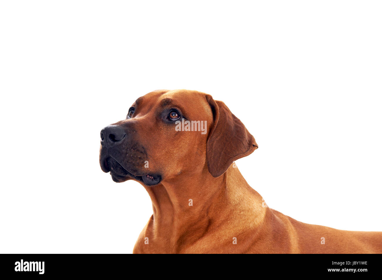 rhodesian ridgeback over a white background Stock Photo - Alamy
