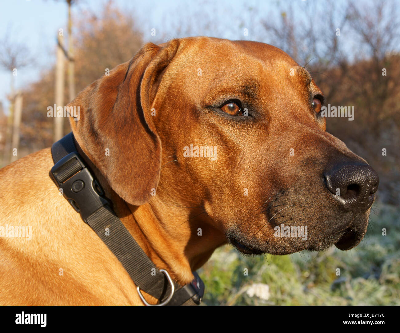 rhodesian ridgeback in nature Stock Photo - Alamy