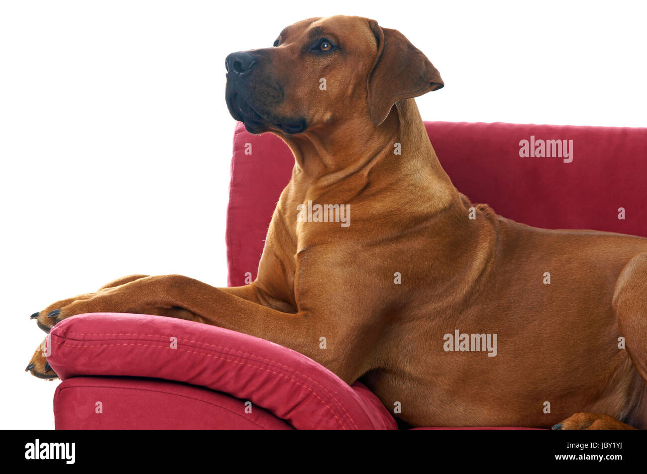rhodesian ridgeback lying on the couch Stock Photo - Alamy