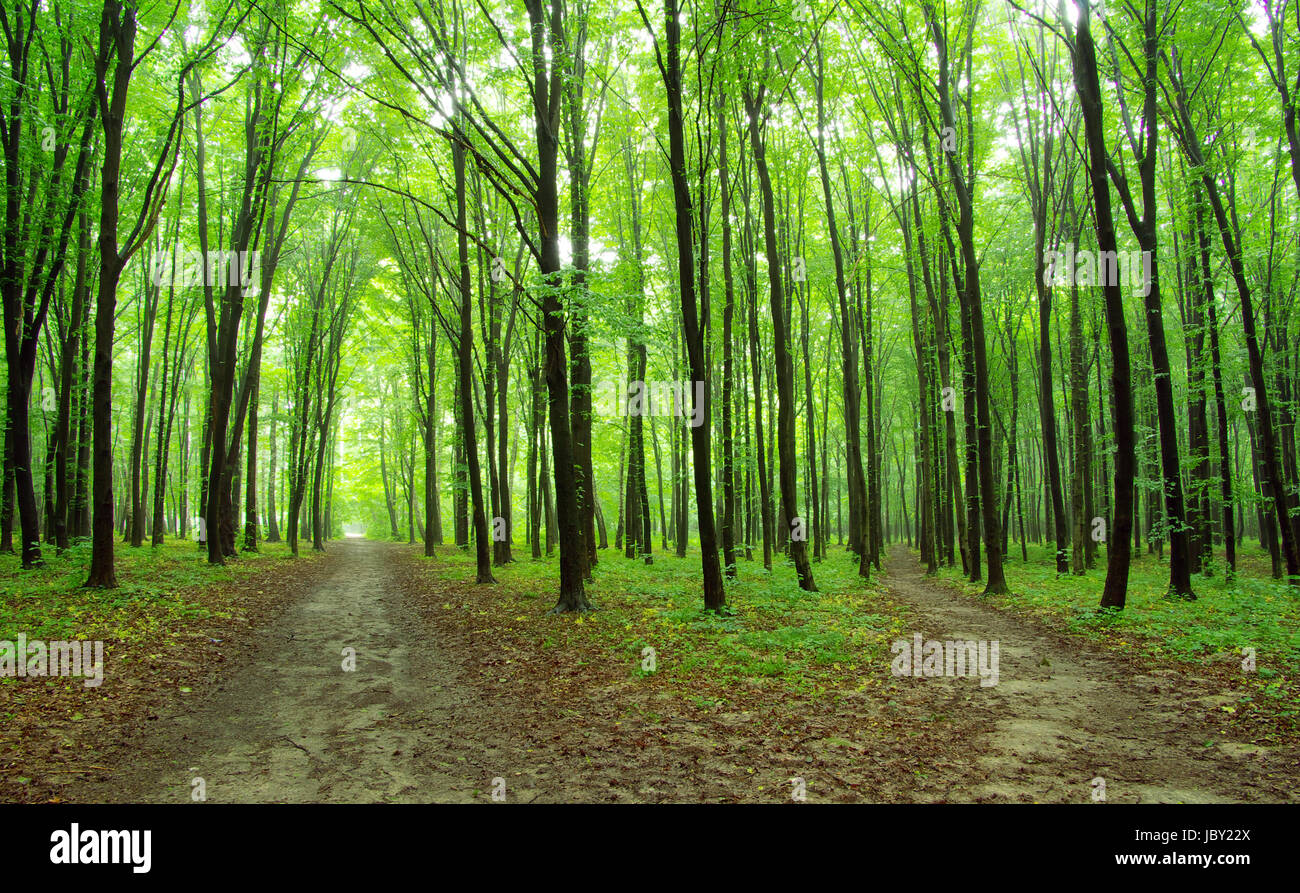 a path is in the green forest Stock Photo - Alamy