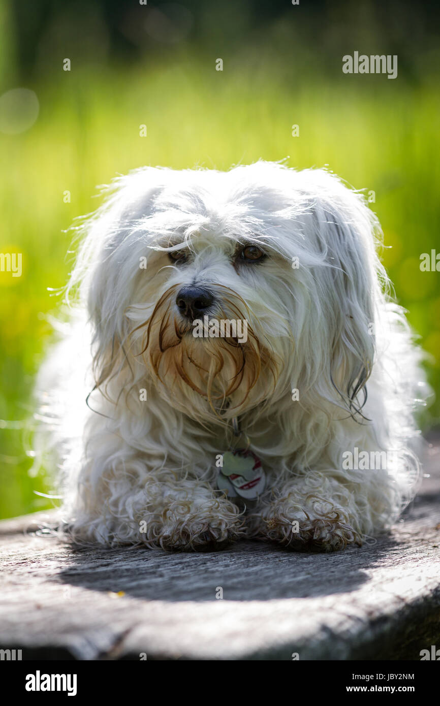 Kleiner weißer Havaneser liegt ganz brav auf einem Baumstumpf und blickt leicht am Fotografen vorbei, im Hintergrund ist das grüne Gras zu erkennen und der Hund wird von hinten von der Sonne angeleuchtet. Stock Photo