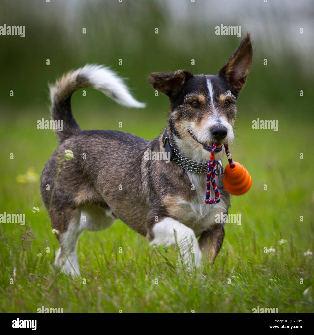 Ein Kleiner Dackel, Terrier Mix tobt mit einem Spielzeug im Maul in einer  Wiese umher Stock Photo - Alamy
