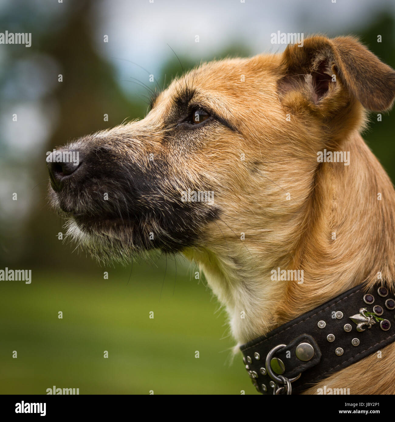 Hunde Portrait einer schönen noch ganz jungen Mischlingshündin mit einem edlen Halsband. Stock Photo